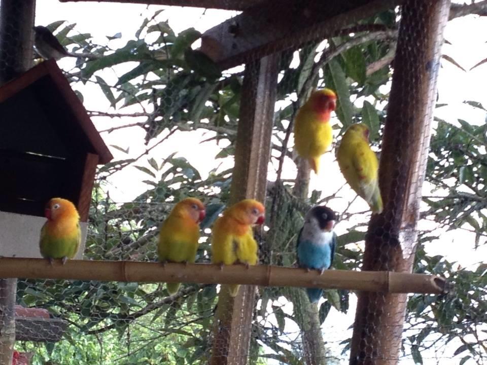 Mirador Finca Morrogacho Manizales Buitenkant foto